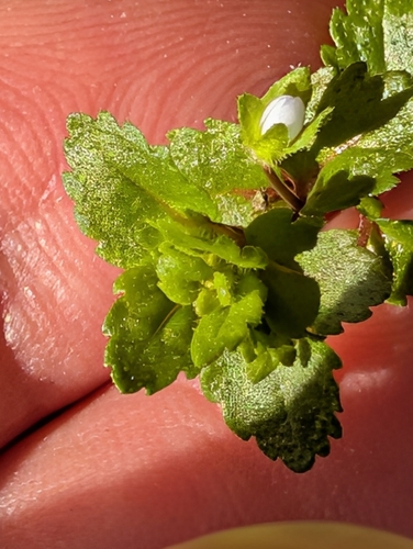 Field speedwell