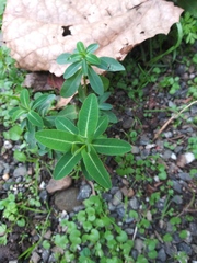 Euphorbia oblongata