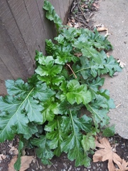 Acanthus mollis