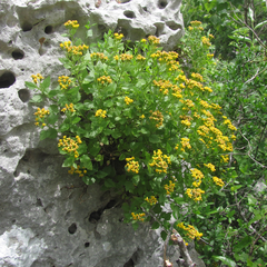 Perityle lindheimeri