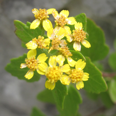 Perityle lindheimeri