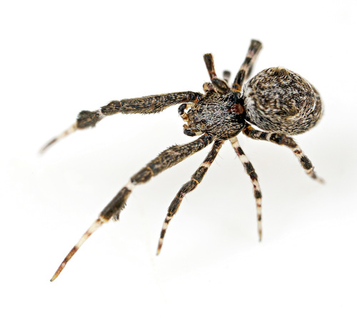 Feather-legged Lace Weaver