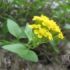 Perityle lindheimeri