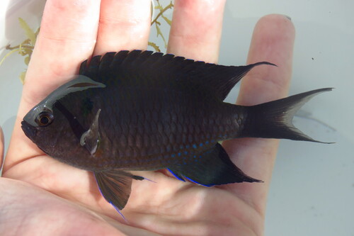 Crescent damsel (Neopomacentrus cyanomos) — Pomacentridae — 3