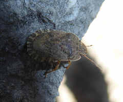 Sciocoris homalonotus