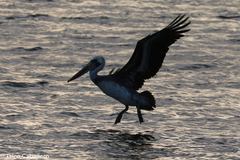 Pelecanus thagus