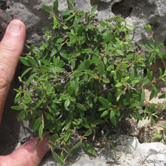 Philadelphus texensis