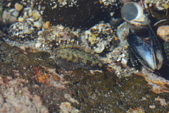 Acanthochitona garnoti