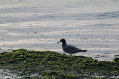 Larus belcheri