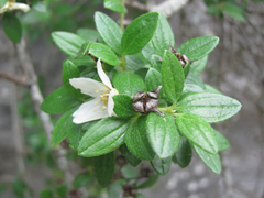 Philadelphus texensis