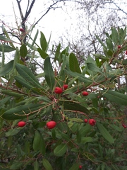 Heteromeles arbutifolia