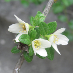Philadelphus texensis