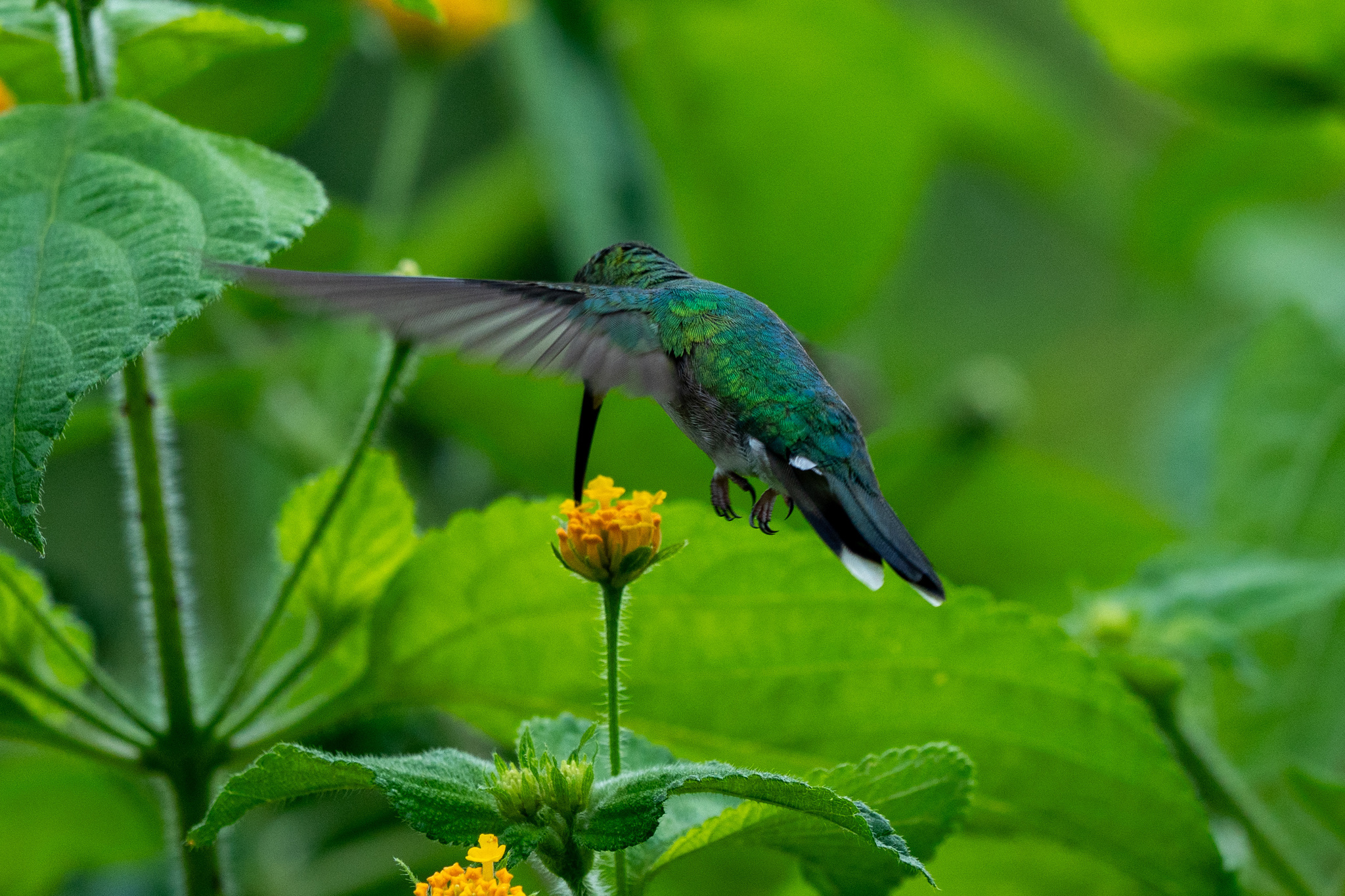 Fork-tailed Woodnymph (Thalurania furcata), photo 4