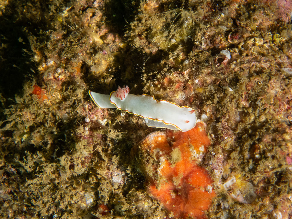 Red-tipped Sea Goddess
