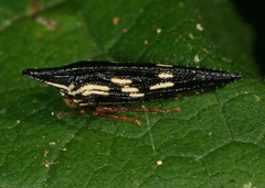 Polyglypta costata