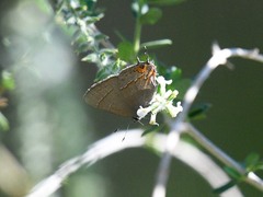 Electrostrymon guzanta