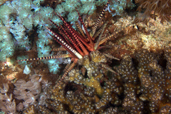 Prionocidaris baculosa