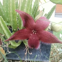 Stapelia grandiflora