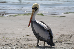 Pelecanus thagus