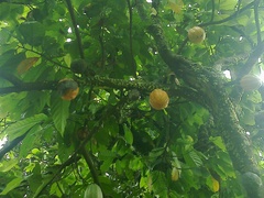 Theobroma cacao