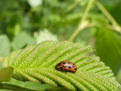 Chrysomela mainensis