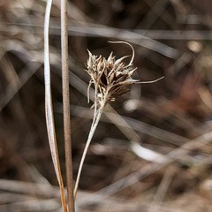 Rhynchospora fascicularis