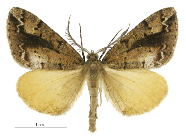 Pseudocoremia amaculata
