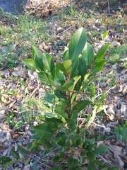 Magnoliopsida