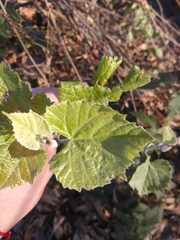 Vitis californica