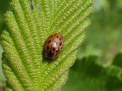 Chrysomela mainensis