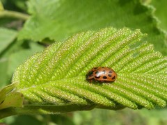 Chrysomela mainensis