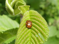 Chrysomela mainensis