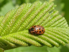 Chrysomela mainensis