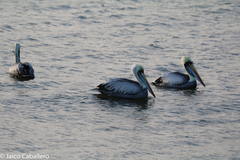 Pelecanus thagus