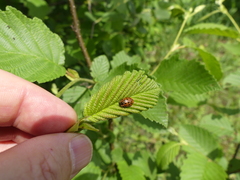 Chrysomela mainensis