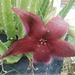 Stapelia grandiflora