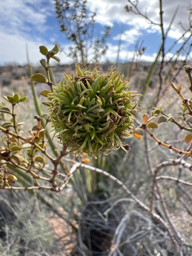 Unknown species found near Red Rock Canyon National Conservation Area, Clark County, US-NV, US