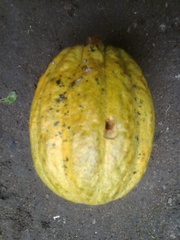Theobroma cacao