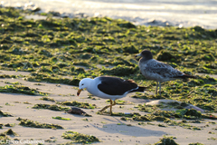 Larus belcheri