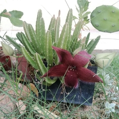 Stapelia grandiflora