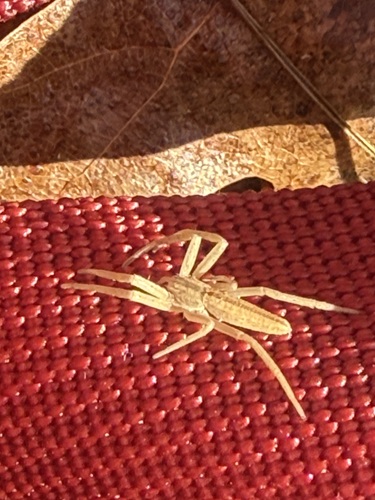 Maritime Running Crab Spider photo 2