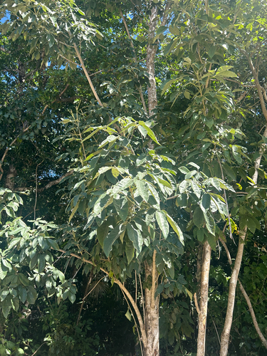 Walking lady (Vitex gaumeri)