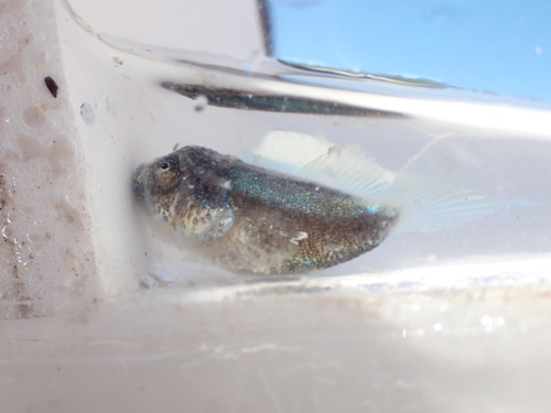 Southern stargazer (Astroscopus y-graecum) — Uranoscopidae