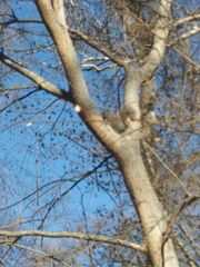 Sciurus griseus