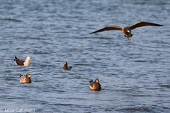Larus belcheri