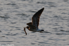 Larus belcheri