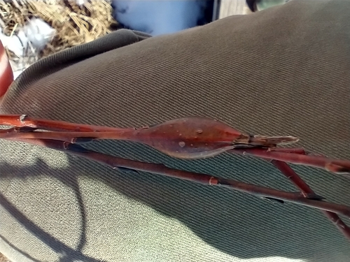 Unknown species found near Co Rd B & Fernwood St, Roseville, MN 55113, USA