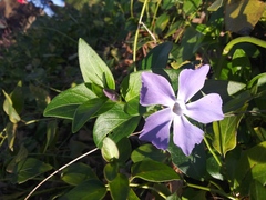 Vinca major