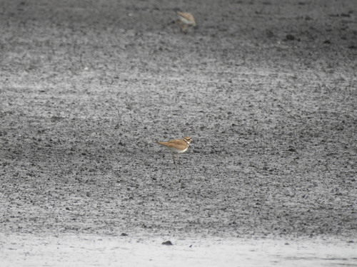 Killdeer photographed in South Carolina