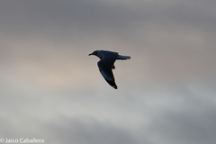 Chroicocephalus cirrocephalus